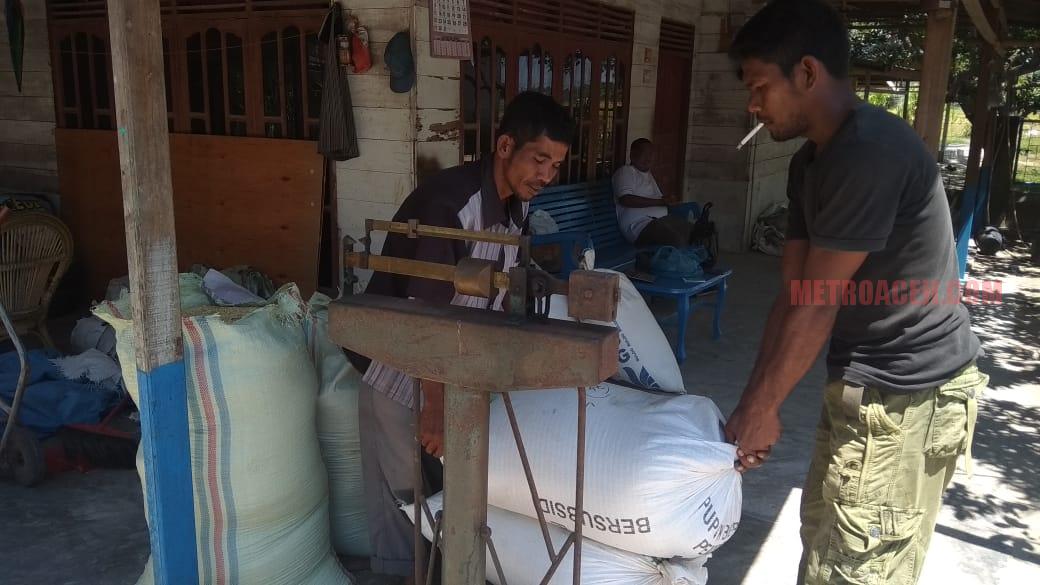 Timbang Padi : Salah seorang pembeli menimbang padi hasil panen yang dijual petani menutupi biaya produksi, Minggu (5/8) pagi.