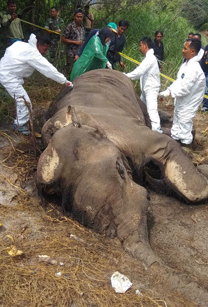 Otopsi : Tim Kesehatan BKSDA Aceh saat melakukan otopsi mengambil sampe organ dalam gajah Bongkok mati untuk pemeriksaan laboratorium forensik, Jumat (28/12) lalu.