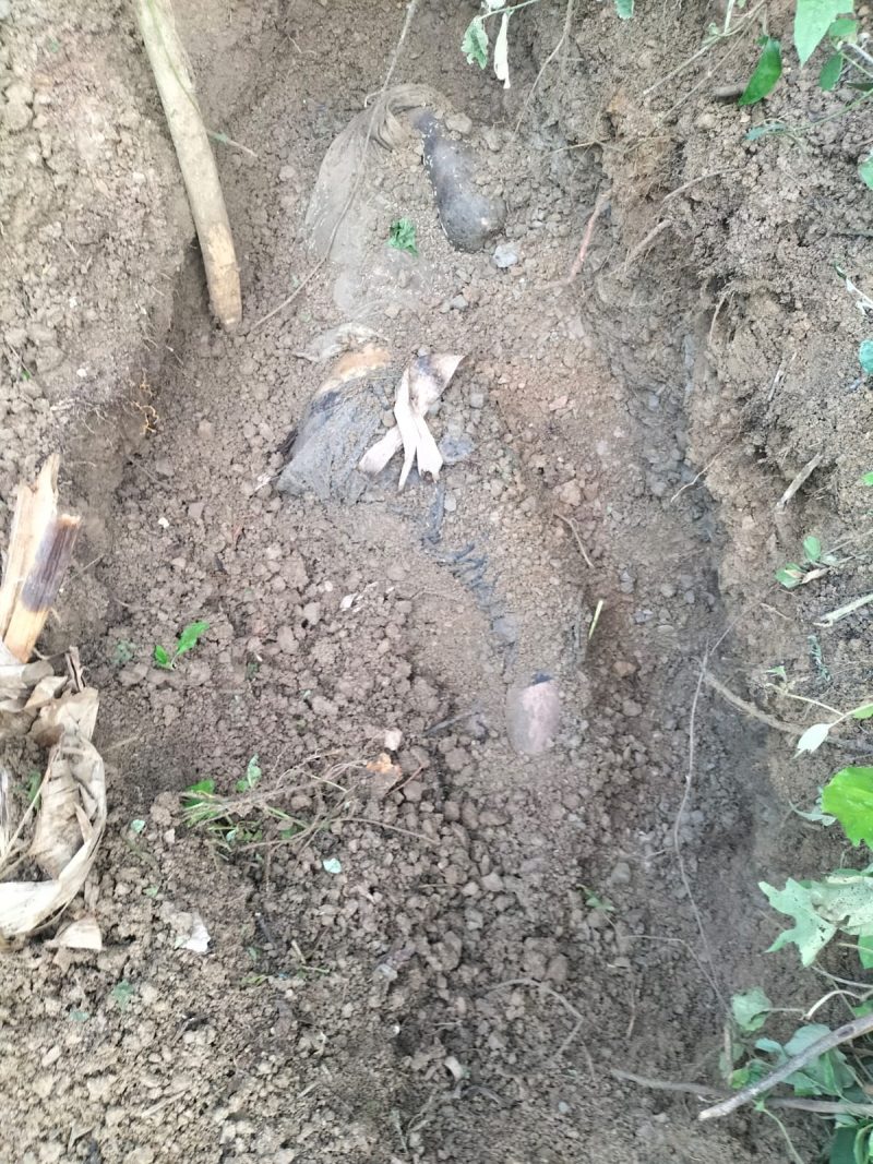 Mayat Husaini ditemukan tertanam dalam area kebun pisang di Desa Pinto Rimba, Kecamatan Peudada, Jum'at (20/10) sore.