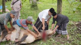 H Mukhlis menyembelih hewan Qurban yang disumbangkan kepada warga di sekitar lokasi kegiatan PT Takabeya Perkasa Grup, Senin (17/6.)