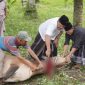 H Mukhlis menyembelih hewan Qurban yang disumbangkan kepada warga di sekitar lokasi kegiatan PT Takabeya Perkasa Grup, Senin (17/6.)