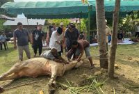 Wakil Bupati Bireuen, Ir H Razuardi MT menyembelih hewan qurban di komplek mushala Al-Ikhlas Dusun Kommes, Sabtu (7/6)