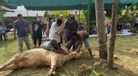 Wakil Bupati Bireuen, Ir H Razuardi MT menyembelih hewan qurban di komplek mushala Al-Ikhlas Dusun Kommes, Sabtu (7/6)