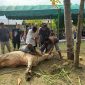 Wakil Bupati Bireuen, Ir H Razuardi MT menyembelih hewan qurban di komplek mushala Al-Ikhlas Dusun Kommes, Sabtu (7/6)