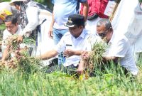 Pj Wali Kota Sabang Andri Nourman didampingi Kepala Dinas Pertanian dan Pangan Fakhri, serta Ketua KTNA Kota Sabang Saifuddin yang juga sebagai pemilik kebun, memanen bawang bersama di Gampong Bateeshoek, Rabu (12/3)
