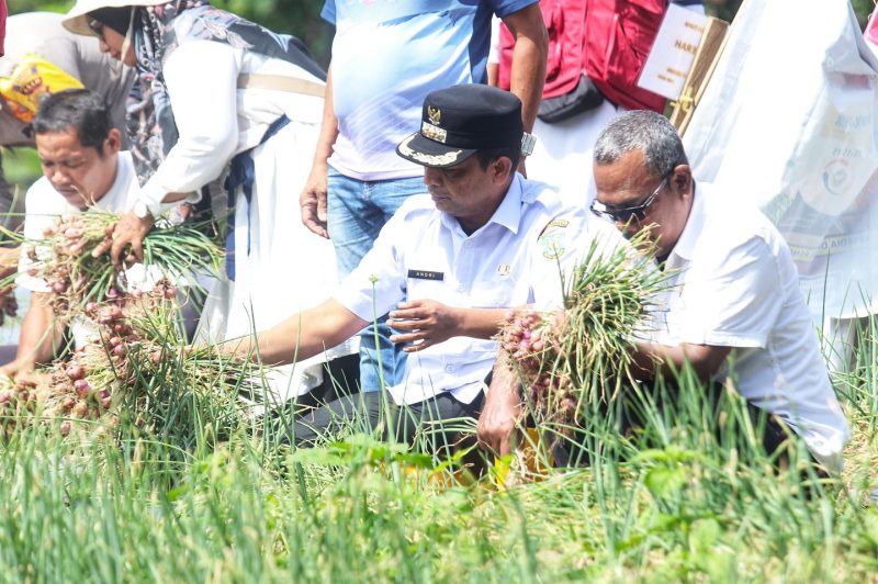 Pj Wali Kota Sabang Andri Nourman didampingi Kepala Dinas Pertanian dan Pangan Fakhri, serta Ketua KTNA Kota Sabang Saifuddin yang juga sebagai pemilik kebun, memanen bawang bersama di Gampong Bateeshoek, Rabu (12/3)