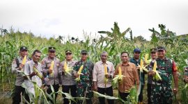 Pj. Wali Kota Sabang Andri Nourman bersama Forkopimda dan didampingi Kepala Dinas Pertanian dan Pangan Kota Sabang menghadiri kegiatan panen jagung yang berlangsung di Gampong Batee Shok Sabang, jum'at (2/5).