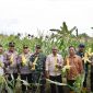 Pj. Wali Kota Sabang Andri Nourman bersama Forkopimda dan didampingi Kepala Dinas Pertanian dan Pangan Kota Sabang menghadiri kegiatan panen jagung yang berlangsung di Gampong Batee Shok Sabang, jum'at (2/5).