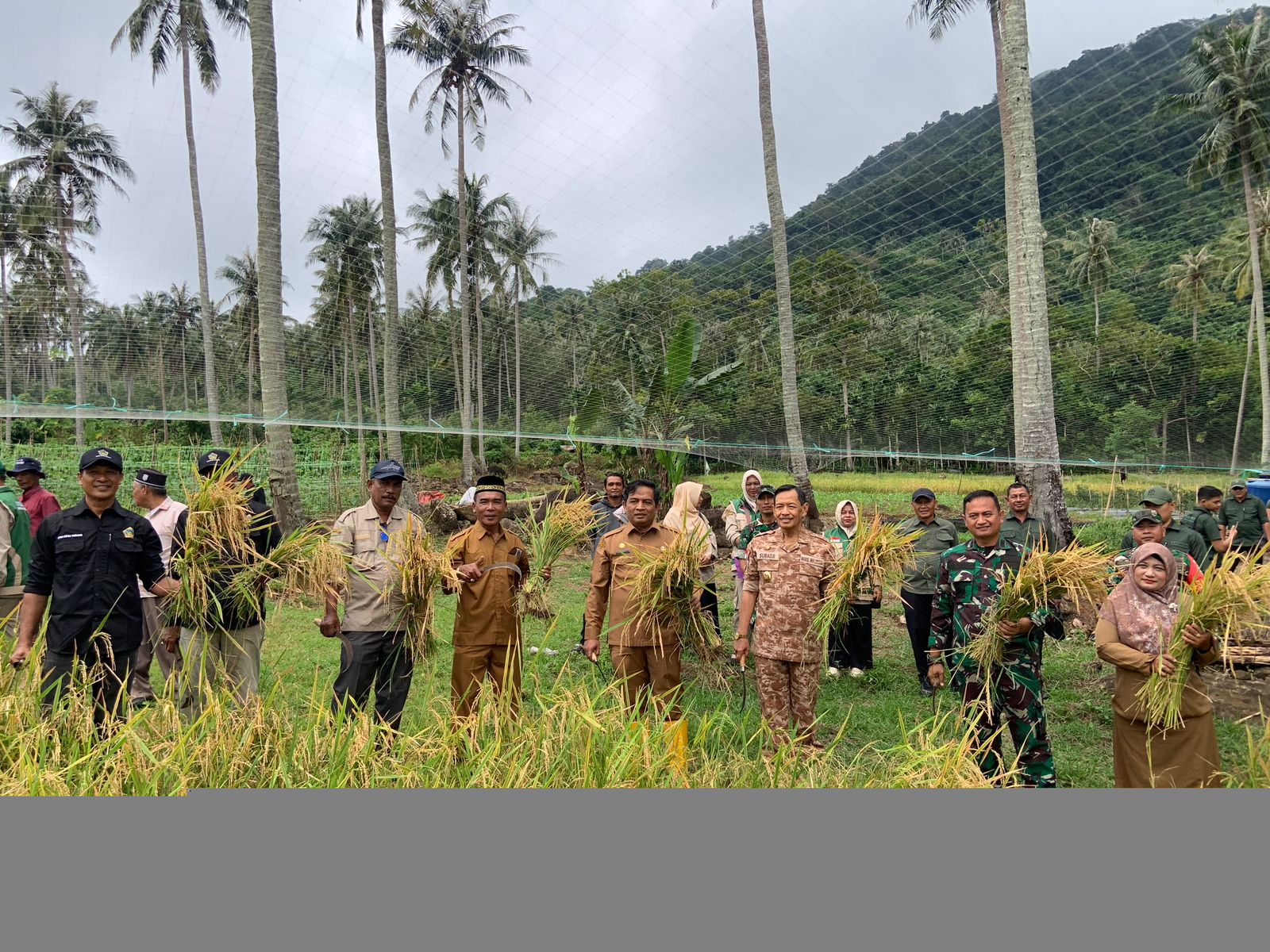 Forkopimda Kota Sabang, Aparatur pemerintah daerah bersama penyuluh pertanian dan masyarakat berfoto usai kegiatan panen padi di lahan pertanian warga tani. Kegiatan ini menunjukkan kolaborasi lintas sektor dalam mendukung program ketahanan pangan serta peningkatan produktivitas pertanian lokal.