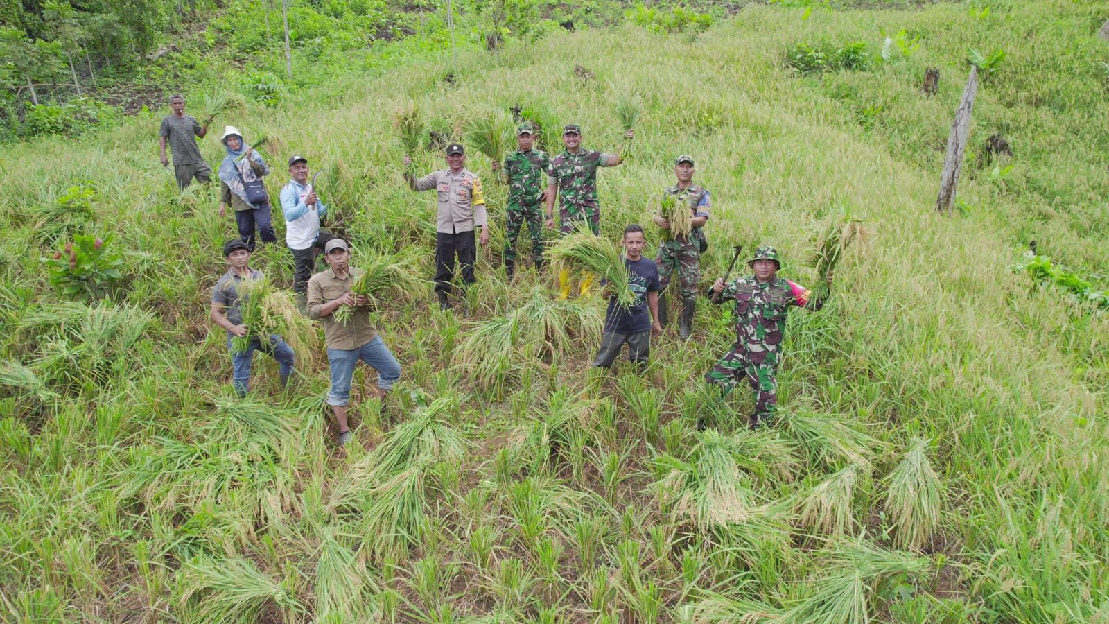 Sejumlah petani bersama aparat TNI dan kepolisian berpose usai melakukan panen padi gogo di lahan perbukitan. Kegiatan ini menjadi simbol sinergi antara masyarakat dan aparat dalam mendukung program ketahanan pangan serta optimalisasi lahan kering untuk peningkatan produksi pertanian daerah.