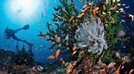 Alam bawah laut Pulau Rubiah Sabang