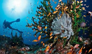 Indahnya Alam Bawah Laut Pulau Rubiah