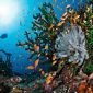 Alam bawah laut Pulau Rubiah Sabang