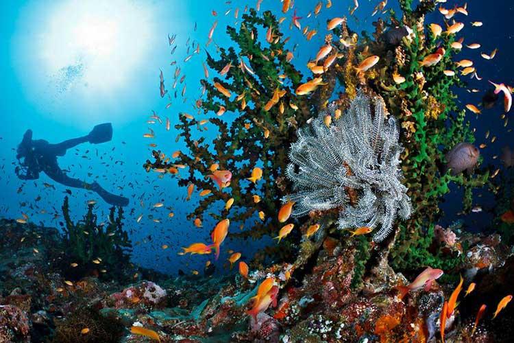 Alam bawah laut Pulau Rubiah Sabang