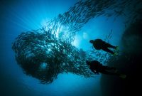 Salah satu spot selam di Sabang bisa menyaksikan kawanan ikan pelagis