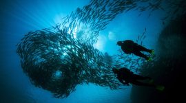 Salah satu spot selam di Sabang bisa menyaksikan kawanan ikan pelagis