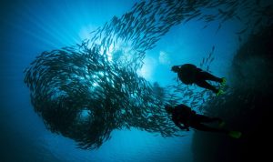 Lebih 30 Dive Point di Pulau Weh