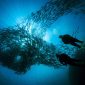 Salah satu spot selam di Sabang bisa menyaksikan kawanan ikan pelagis