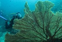 Grup wisata penyelam mengabadikan foto alam bawah laut Sabang