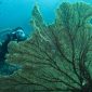 Grup wisata penyelam mengabadikan foto alam bawah laut Sabang