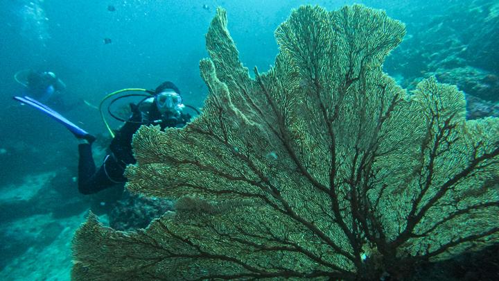 Grup wisata penyelam mengabadikan foto alam bawah laut Sabang