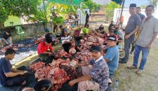 Wakil Bupati Bireuen, Ir H Razuardi MT meninjau prosesi penyembelihan hewan kurban di Meunasah Al-Ikhlas Dusun Kommes, Kamis (28/5) pagi.