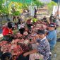 Wakil Bupati Bireuen, Ir H Razuardi MT meninjau prosesi penyembelihan hewan kurban di Meunasah Al-Ikhlas Dusun Kommes, Kamis (28/5) pagi.