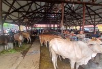 Puluhan ekor sapi di pasar hewan Geulumpang Payong, Kecamatan Jeumpa, Kabupaten Bireuen, Sabtu (16/5) pagi.