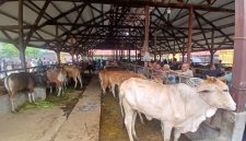 Puluhan ekor sapi di pasar hewan Geulumpang Payong, Kecamatan Jeumpa, Kabupaten Bireuen, Sabtu (16/5) pagi.