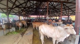 Puluhan ekor sapi di pasar hewan Geulumpang Payong, Kecamatan Jeumpa, Kabupaten Bireuen, Sabtu (16/5) pagi.