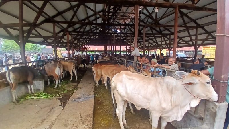 Puluhan ekor sapi di pasar hewan Geulumpang Payong, Kecamatan Jeumpa, Kabupaten Bireuen, Sabtu (16/5) pagi.