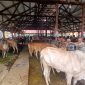 Puluhan ekor sapi di pasar hewan Geulumpang Payong, Kecamatan Jeumpa, Kabupaten Bireuen, Sabtu (16/5) pagi.