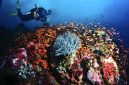 Keindahan bawah laut Pulau Rubiah dengan terumbu karang berwarna-warni yang menjadi daya tarik utama wisata selam Sabang.