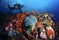 Keindahan bawah laut Pulau Rubiah dengan terumbu karang berwarna-warni yang menjadi daya tarik utama wisata selam Sabang.