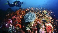 Keindahan bawah laut Pulau Rubiah dengan terumbu karang berwarna-warni yang menjadi daya tarik utama wisata selam Sabang.