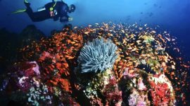 Keindahan bawah laut Pulau Rubiah dengan terumbu karang berwarna-warni yang menjadi daya tarik utama wisata selam Sabang.