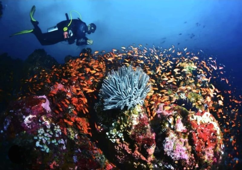 Keindahan bawah laut Pulau Rubiah dengan terumbu karang berwarna-warni yang menjadi daya tarik utama wisata selam Sabang.