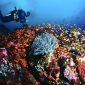Keindahan bawah laut Pulau Rubiah dengan terumbu karang berwarna-warni yang menjadi daya tarik utama wisata selam Sabang.
