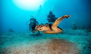 Keindahan Bawah Laut Sabang Jadi Primadona Wisata