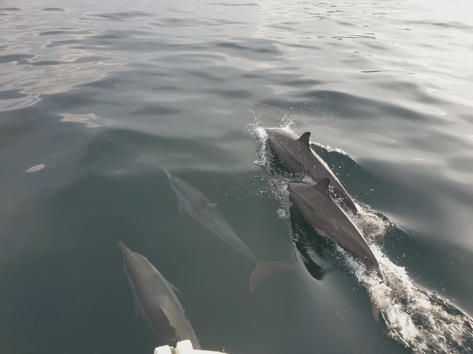 Dolphin trip atau lebih dikenal melihat lumba-lumba salah satu usaha sektor pariwisata yang paling menjanjikan