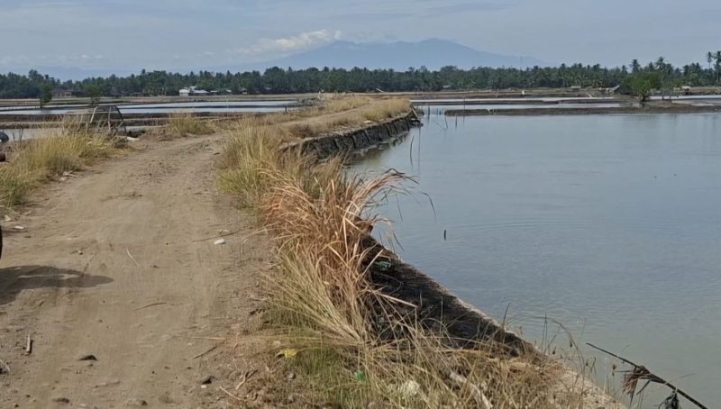 Kondisi areal tambak berada di Gampong Pante Paku, Kecamatan Jangka, Kabupaten Bireuen, Minggu (7/6) pagi.