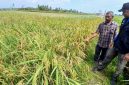 Penyuluh Perikanan DPKP Bireuen, Fandi Sulasa dan pemilik memperlihatkan tambak sudah dialih fungsi jadi sawah, di Gampong Alue Bayeu Utang, Kecamatan Jangka, Selasa (9/6) pagi.