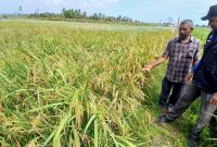 Penyuluh Perikanan DPKP Bireuen, Fandi Sulasa dan pemilik memperlihatkan tambak sudah dialih fungsi jadi sawah, di Gampong Alue Bayeu Utang, Kecamatan Jangka, Selasa (9/6) pagi.