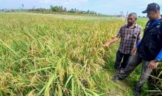 berita-pilihan-foto