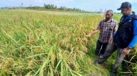 Penyuluh Perikanan DPKP Bireuen, Fandi Sulasa dan pemilik memperlihatkan tambak sudah dialih fungsi jadi sawah, di Gampong Alue Bayeu Utang, Kecamatan Jangka, Selasa (9/6) pagi.