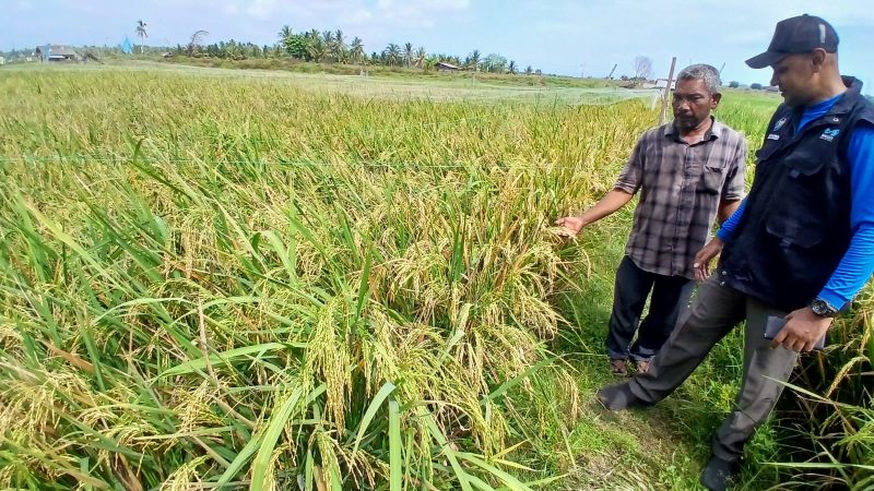 Penyuluh Perikanan DPKP Bireuen, Fandi Sulasa dan pemilik memperlihatkan tambak sudah dialih fungsi jadi sawah, di Gampong Alue Bayeu Utang, Kecamatan Jangka, Selasa (9/6) pagi.