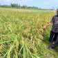 Penyuluh Perikanan DPKP Bireuen, Fandi Sulasa dan pemilik memperlihatkan tambak sudah dialih fungsi jadi sawah, di Gampong Alue Bayeu Utang, Kecamatan Jangka, Selasa (9/6) pagi.
